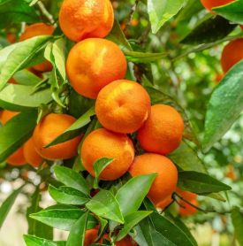 SANJU Surinam Orange