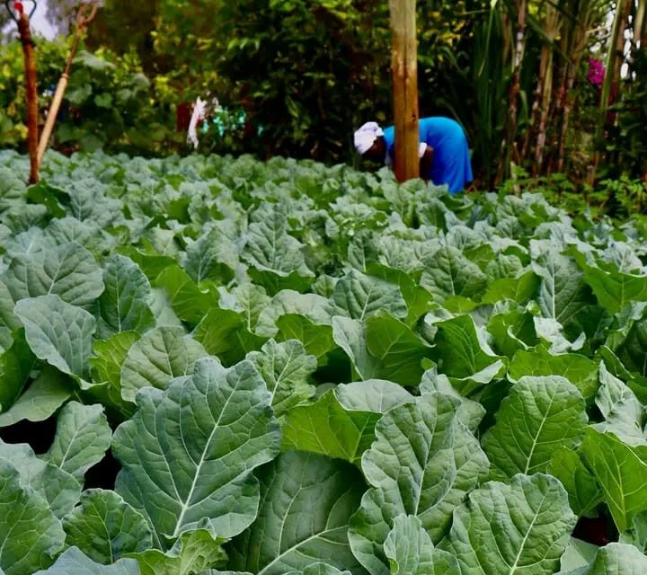 sukuma wiki