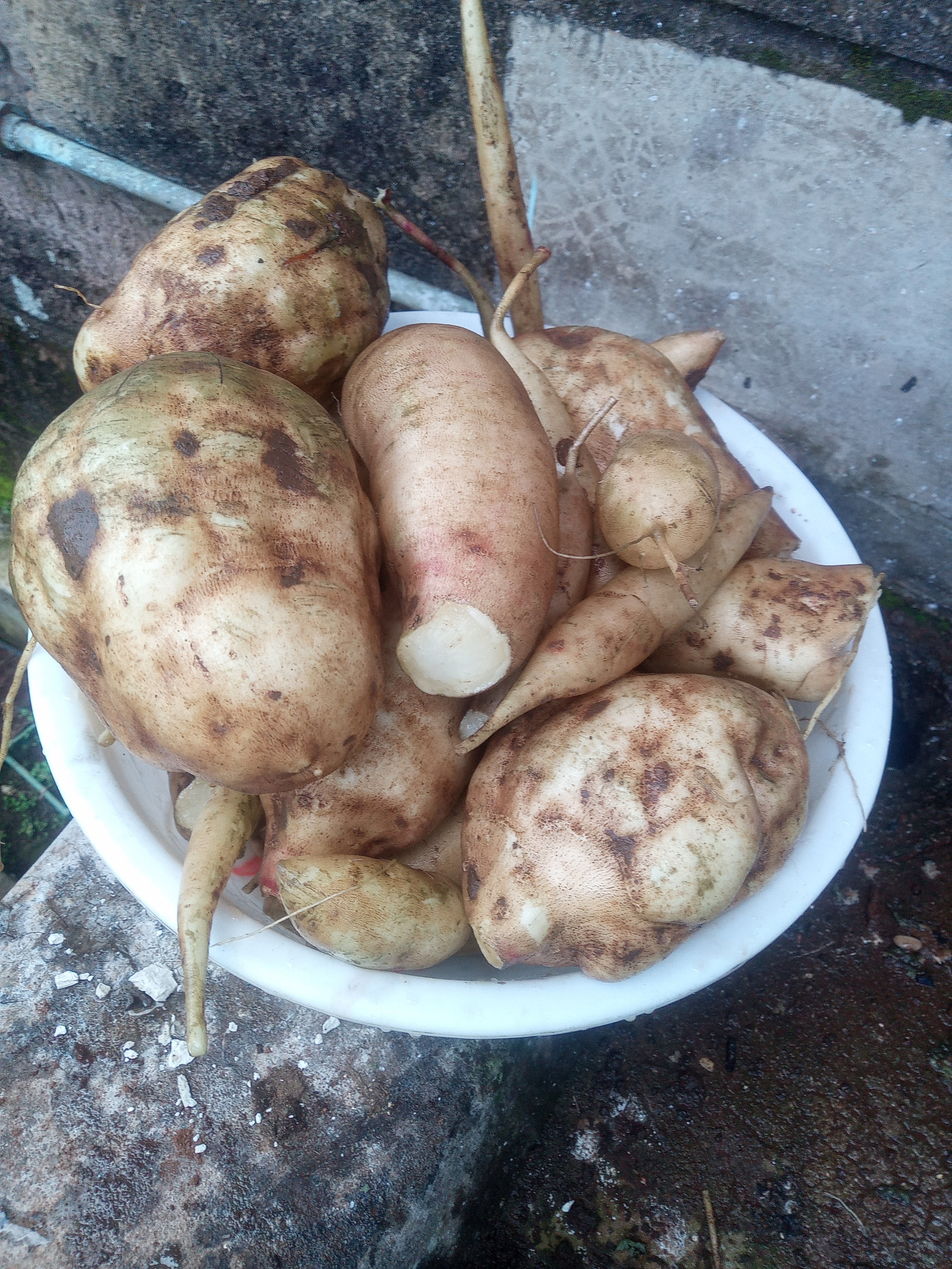 Fresh Yakon or Ground Apples