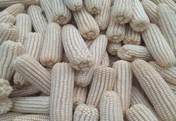 Maize