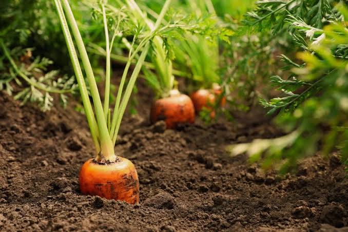 carrots