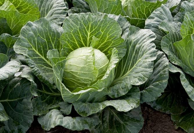 cabbage