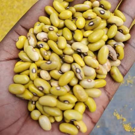 Yellow Kidney Beans